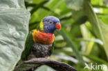 Rainbow lorikeet (Trichoglossus haematodus)