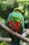 Golden-headed Quetzal (Pharomachrus auriceps)