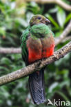 Golden-headed Quetzal (Pharomachrus auriceps)