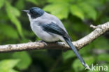 Black-headed Sibia (Heterophasia desgodinsi)