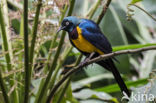 Golden-breasted Starling (Cosmopsarus regius)