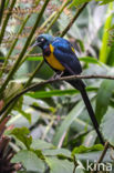 Golden-breasted Starling (Cosmopsarus regius)