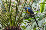 Golden-breasted Starling (Cosmopsarus regius)