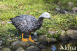 Emperor goose (Chen canagica)