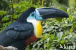 Groensnaveltoekan (Ramphastos vitellinus)