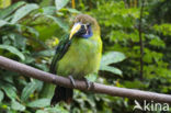 Blue-throated toucanet (Aulacorhynchus caeruleogularis)