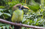 Blue-throated toucanet (Aulacorhynchus caeruleogularis)