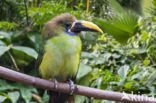 Blauwkeelarassari (Aulacorhynchus caeruleogularis)