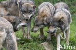 Grey Wolf (Canis lupus)