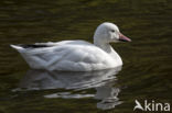 Snowgoose (Anser caerulescens)