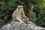 patas monkey (Erythrocebus patas)