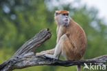 patas monkey (Erythrocebus patas)