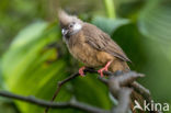 Speckled Mousebird (Colius striatus)