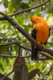 Andean Cock-of-the-rock (Rupicola peruvianus)