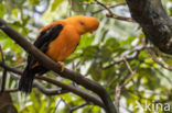 Andean Cock-of-the-rock (Rupicola peruvianus)