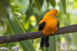 Andean Cock-of-the-rock (Rupicola peruvianus)