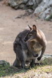 Roodhalswallabie (Macropus rufogriseus)