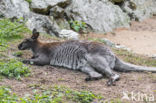 Roodhalswallabie (Macropus rufogriseus)