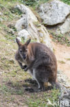 Roodhalswallabie (Macropus rufogriseus)