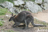 Roodhalswallabie (Macropus rufogriseus)