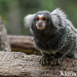 common marmoset (Callithrix jacchus)