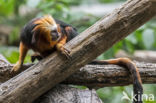 Golden-headed Lion Tamarin (Leontopithecus chrysomelas)