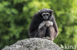 White-handed gibbon (Hylobates lar)