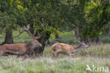 Red Deer (Cervus elaphus)