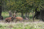 Red Deer (Cervus elaphus)