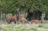 Red Deer (Cervus elaphus)