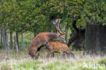 Red Deer (Cervus elaphus)