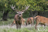 Red Deer (Cervus elaphus)