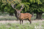 Red Deer (Cervus elaphus)