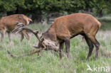 Red Deer (Cervus elaphus)