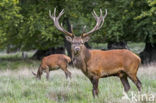 Red Deer (Cervus elaphus)