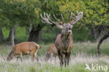 Red Deer (Cervus elaphus)