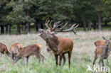 Red Deer (Cervus elaphus)