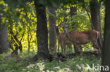 Red Deer (Cervus elaphus)