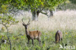 Red Deer (Cervus elaphus)