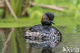 Geoorde Fuut (Podiceps nigricollis)