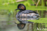 Geoorde Fuut (Podiceps nigricollis)