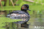 Geoorde Fuut (Podiceps nigricollis)