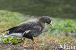 Lesser White-fronted Goose (Anser erythropus)