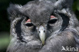 Verreaux s Eagle-Owl