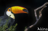 Toco Toucan (Ramphastos toco)
