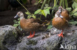 Lesser Whistling-Duck