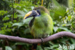 Blauwkeelarassari (Aulacorhynchus caeruleogularis)