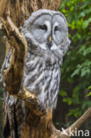 Great Grey Owl (Strix nebulosa)