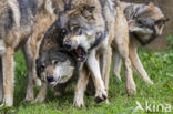 Grey Wolf (Canis lupus)