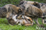 Grey Wolf (Canis lupus)